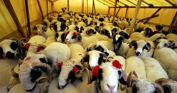 kurban-bayrami-ne-zaman-2021-kurban-bayrami-hangi-gune-denk-geliyor-iste-bayram-tarihi-1623822662554.jpg Kurban Bayramı ne zaman? 2021 Kurban Bayramı hangi güne denk geliyor? İşte bayram tarihi...-6