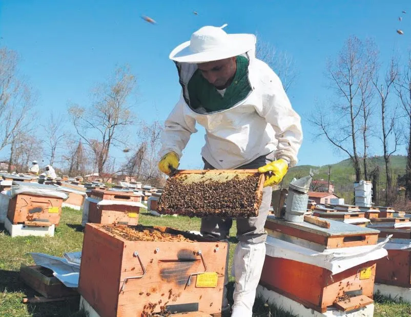 Organik arıcılığa destek