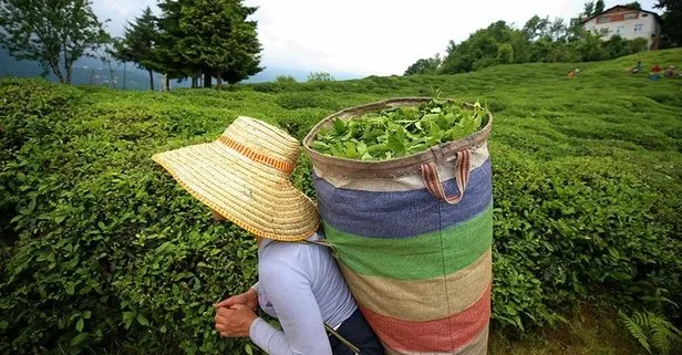 ÇAYKUR haziran ayı yaş çay bedeli ödemelerine başladı