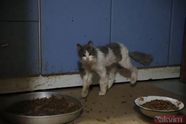 Büyükada'da salgın! 4 ayda 700 kedi Feline Enfeksiyoz Peritonit (FIP) hastalığından öldü! Hayvanseverler CHP'li belediyeyi kayıt tutmadığı için suçladı - 3