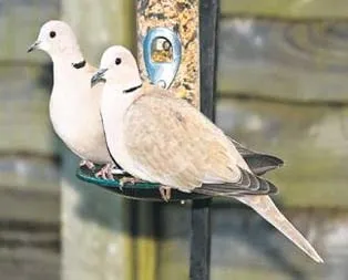 Kumru ateşi mahalleyi yaktı