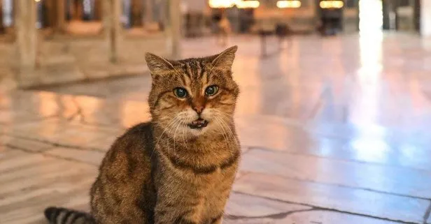 Ayasofya’nın ünlü kedisi Gli yaşamını yitirdi