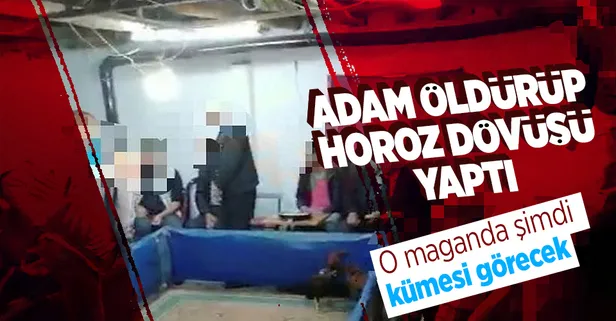 Kasten öldürme suçundan 13 yıl 5 ay hükmü bulunan zanlı horoz dövüşünde yakalandı