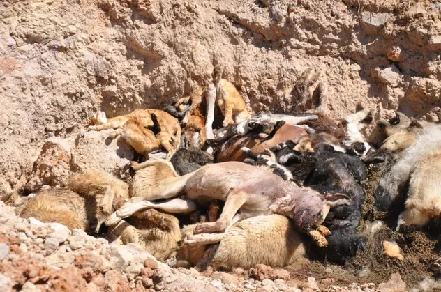 İBB'nin hayvan barınağında vahşet: Toplu mezarda onlarca kedi ve köpek ölüsü bulundu! Suçüstü yakalandılar
