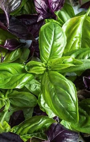 Mis gibi sağlık: Fesleğen