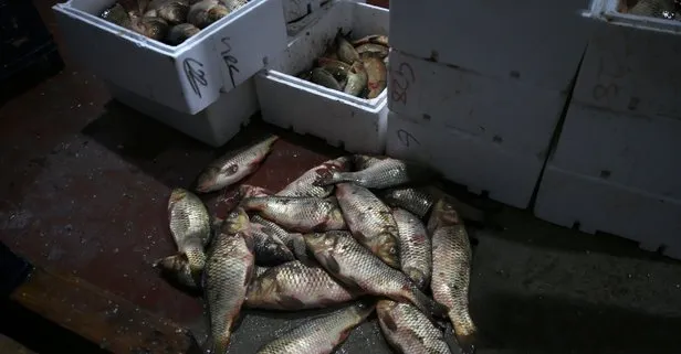 Kayseri’de 15 ton kaçak balık ele geçirildi