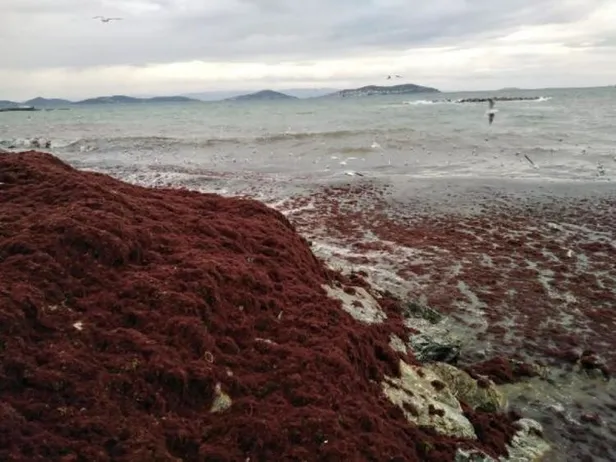 Caddebostan sahilinde şaşırtan görüntü! Profesörden açıklama geldi-4