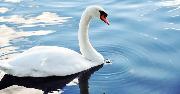 Ruyada Kugu Gormek Ne Anlama Gelir Takvim
