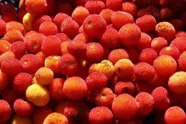 bursada-yapiliyor-ekimden-ocak-ayina-kadar-bu-ormana-giren-zengin-oluyor-paraya-para-demiyor-1603273986305.jpg Bu ormana giren zengin oluyor paraya para demiyor! Bursa'da yapılıyor Ekim'den Ocak ayına kadar!-2