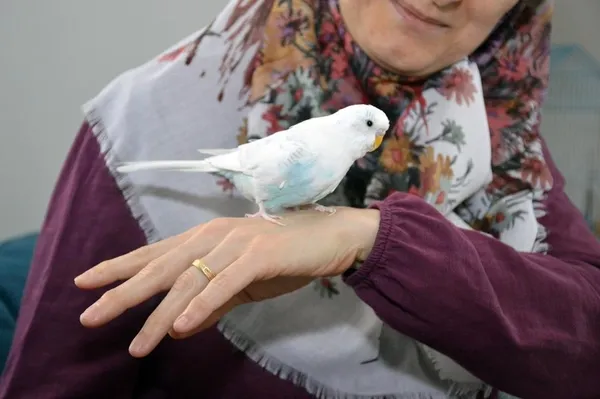 tekbir-getiren-muhabbet-kusu-1650287895694.jpg Tekbir getiren muhabbet kuşu-4