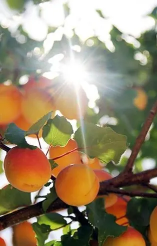 Kuru kayısıdan 256 milyon dolar