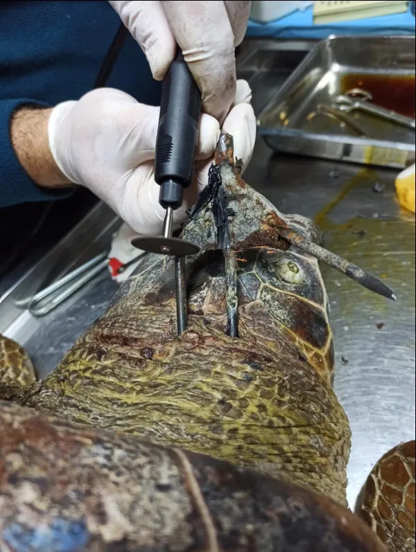 antalya-finikede-basindan-zipkinla-vurulmus-halde-bulunan-carette-caretta-tedavi-altina-alindi-1606127063363.jpg Antalya Finike'de başından zıpkınla vurulmuş halde bulunan carette caretta tedavi altına alındı-4