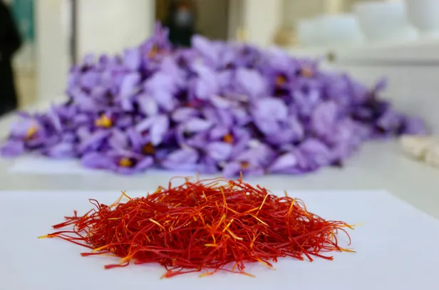 yarim-kilo-fiyati-bilezikle-kapisiyor-dunyanin-en-pahalisi-bu-baharati-alip-satan-zengin-oldu-1604683598430.jpg Yarım kilo fiyatı bilezikle kapışıyor aşırı kıymetli! Bu baharatı alıp satan turnayı gözünden vurdu-4