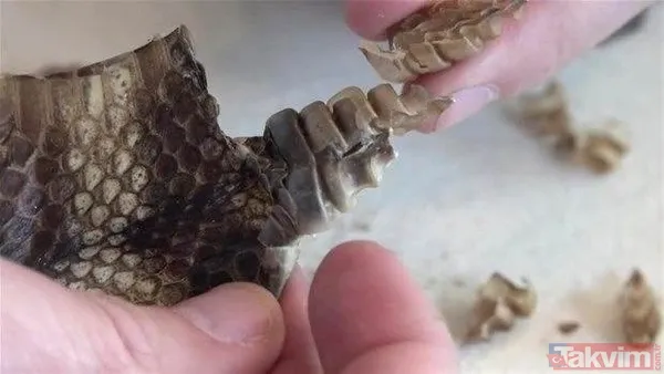 Çıngıraklı yılanın kuyruğundan çıkanlar görenleri şoke etti! Sonrasında ise... - 23