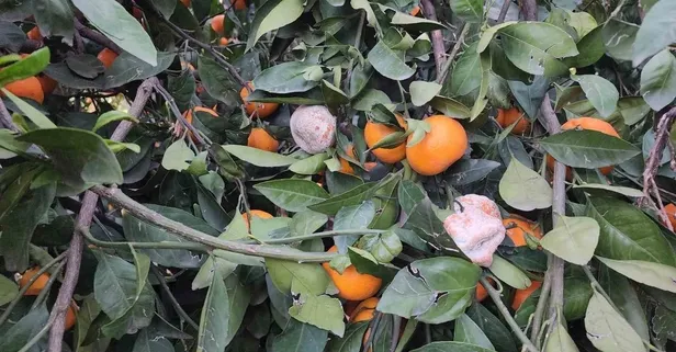 Bahçede fiyatı 2 TL’ye kadar düşen mandalina dalında çürüyor