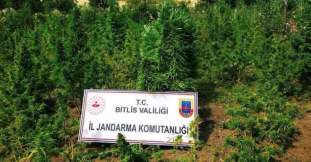 Son dakika: Bitlis’te düzenlenen operasyon sonucunda 48 kilogram kubar esrar ile 3 bin 345 kök kenevir ele geçirildi