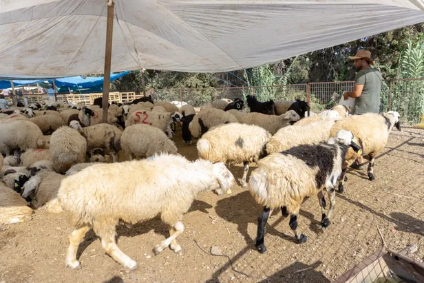 Kurbanlık fiyatları 2022 ne kadar? İstanbul, Ankara, İzmir büyükbaş ve küçükbaş kurbanlıklar kaç TL'den satılacak? 2022 Kurban Bayramı tarihi...-2