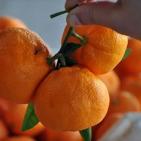 Mandalinaya yeni bedel