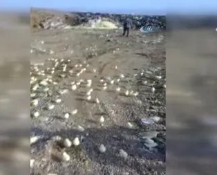 Çöpe atılan yumurtalardan binlerce civciv çıktı