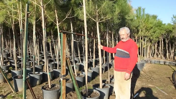 Emekli oldu saksılara ekip ekip satıyor, o ilin yeni para kapısı oldu! Dikildiği yerde hemen meyve veriyor-4