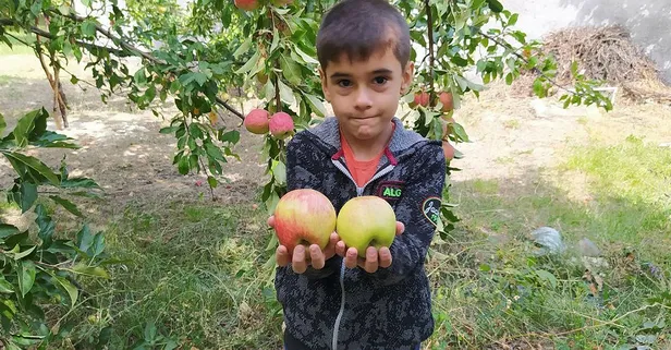 6 ay çürümeden tazeliğini koruyor! Sadece o ilde yetişiyor