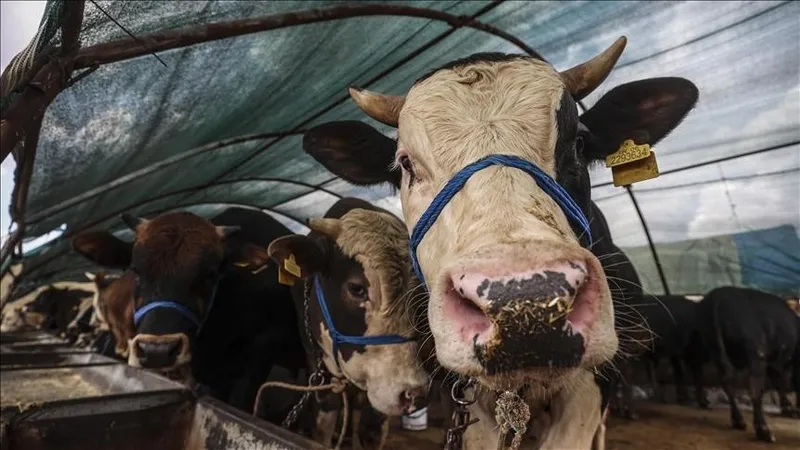 kurban-bayrami-tatili-uzatildi-mi-merakla-bekleniyordu-belli-oldu-1747999131817.jpeg Kurban Bayramı tatili uzatılmadı (Fotoğraf: AA,Takvim.com.tr Arşiv)