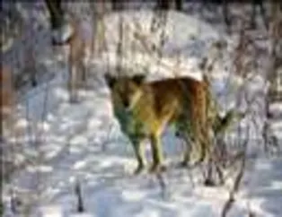 Yeşile dönen köpekler endişelendiriyor