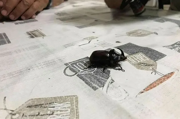 Bilecik'te "gergedan böceği" ilk kez görüldü