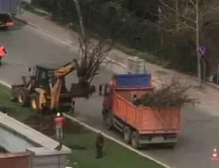 İBB ekipleri gündüz vakti onlarca ağaç söktü