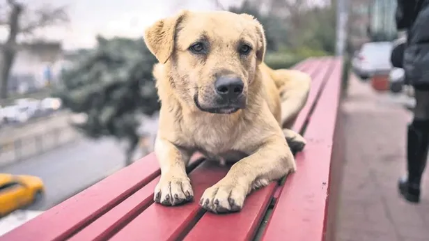 Başıboş köpek sorunu nasıl çözülecek? TBMM harekete geçti! İşte Avrupada sahipsiz sokak köpekleri için yapılan uygulamalar…