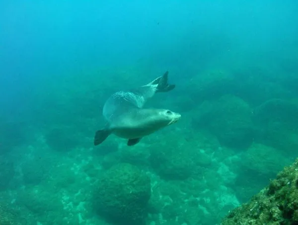 nesli-tukenme-tehlikesi-altinda-akdeniz-fokunun-dogum-ani-ilk-kez-kayit-altinda-1649578690894.jpg Nesli tükenme tehlikesi altında! Akdeniz fokunun doğum anı ilk kez görüntülendi-6