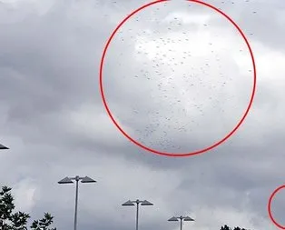 Leylekler hava trafiğini olumsuz etkiledi