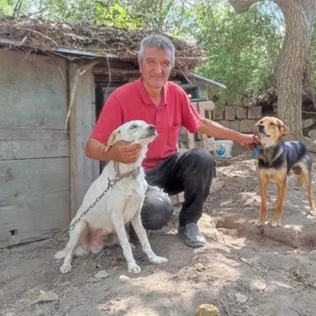 Tek başına 85 köpeğe bakıyor!