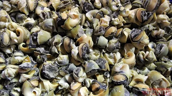 10,4 milyon dolar kazandık! Türkiye dünyaya deniz salyangozu ihraç ediyor - 4