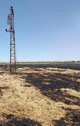 Mardin'de 170 dönüm ekili alan küle döndü