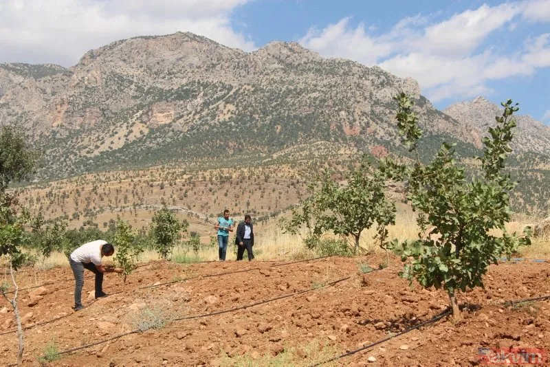Bir dönem PKK'nın yuvalandığı Gabar ve Cudi dağlarında artık terörist değil fıstık yetişiyor