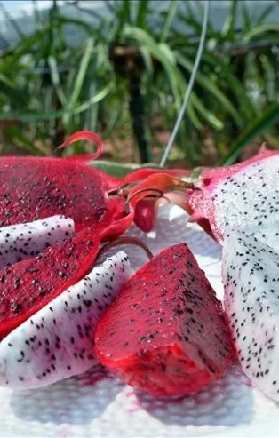 Ejder meyvesine talep arttı