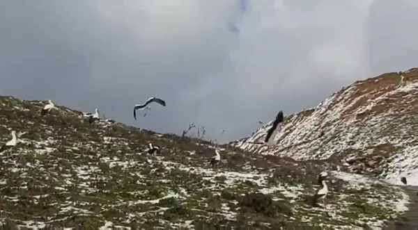 afrikadan-avrupaya-goc-ederken-istanbulda-mola-veren-leylekler-icin-yem-dagitildi-1647786303530.jpg Afrika'dan Avrupa'ya göç ederken İstanbul'da mola veren leylekler için yem dağıtıldı-4