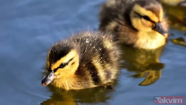 Rüyada ördek yavrusu görmek neye işarettir? Rüyada ördek yavrusu görmek ne anlama gelir? Rüyada ördek yavrusu görmenin yorumu nedir? - 3