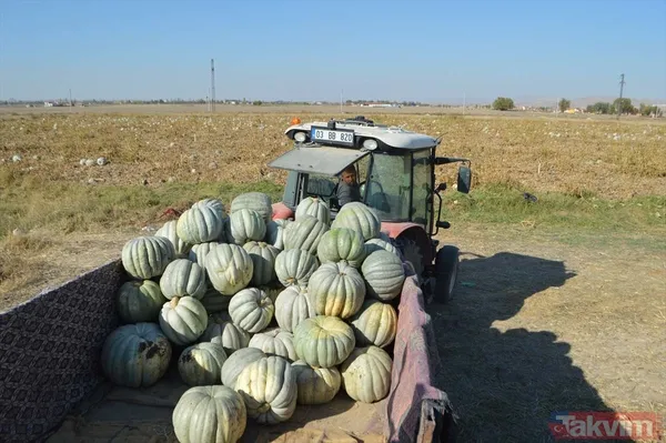 100 milyon lira gelir! Afyonkarahisar'da bal kabağında 50 bin ton rekolte bekleniyor - 8