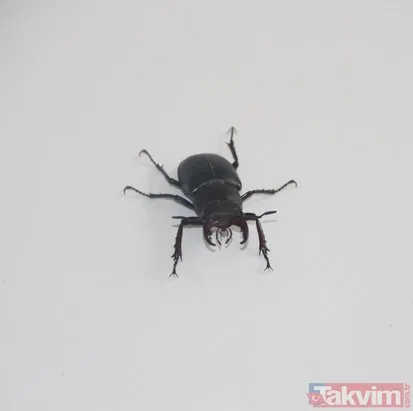 Geyik böceği o kentte de ortaya çıktı! Japonlar 150 bin dolar veriyor
