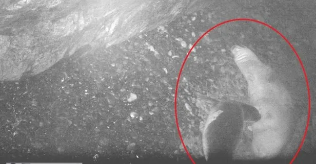 Nesli tükenme tehlikesi altında! Akdeniz fokunun doğum anı ilk kez görüntülendi