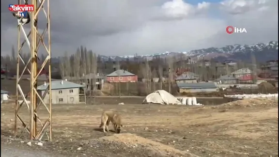 Van'da köpeklerden kaçan kedi saatlerce direkte mahsur kaldı