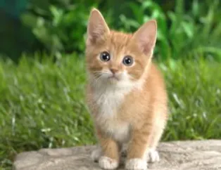 İslam'da özel bir hayvan: Kedi