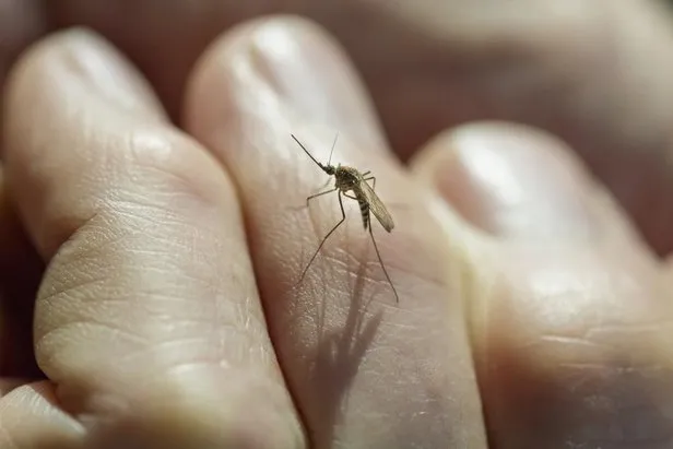 Sivrisineklerden doğal korunma yolları nelerdir? - Takvim