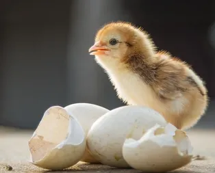 Rüyada iğne görmek ne anlama gelir?