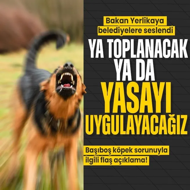 Bakan Yerlikaya’dan başıboş köpek sorunu ile ilgili belediyelere net mesaj: Ya toplanacak ya da yasayı uygulayacağız