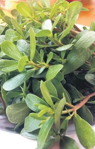 Hem damağa hem de sağlığa hitap eden semizotunun faydaları saymakla bitmiyor