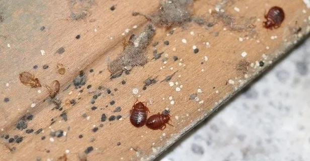 Fransa’nın kabusu tahtakurusu Yunanistan’a da sıçradı: Atina’dan korkutan haber