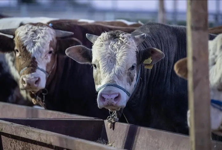 Kurbanları ESK alacak